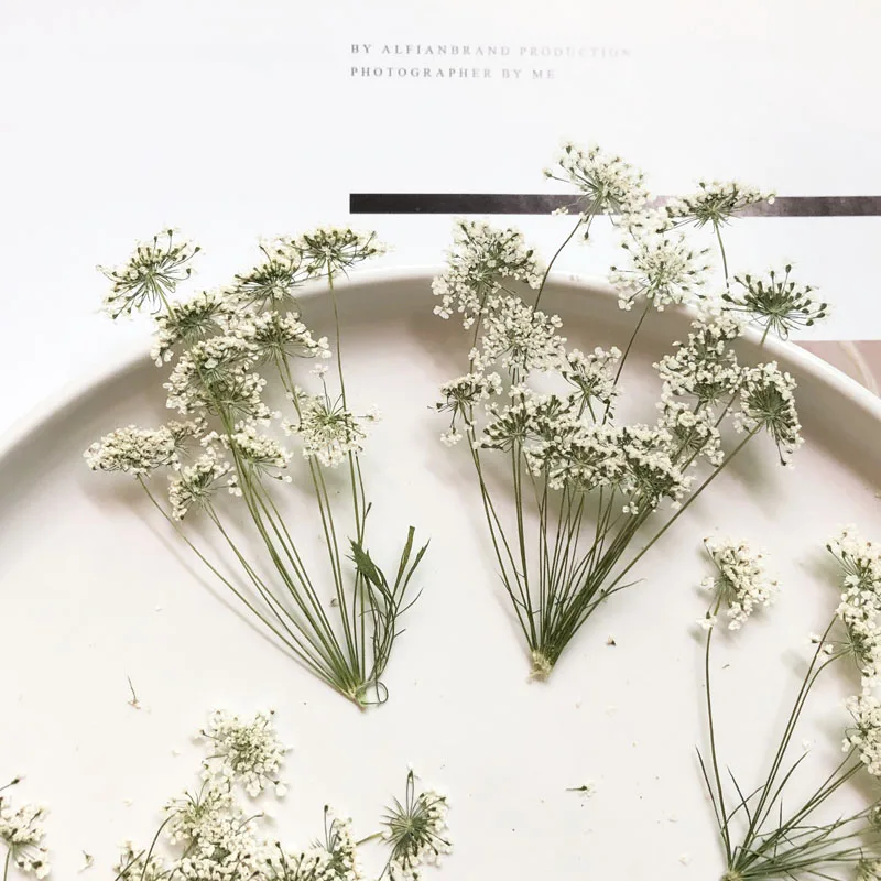 Dried Flower Bulk - 5-7 cm/12 pezzi, piccoli fiori di