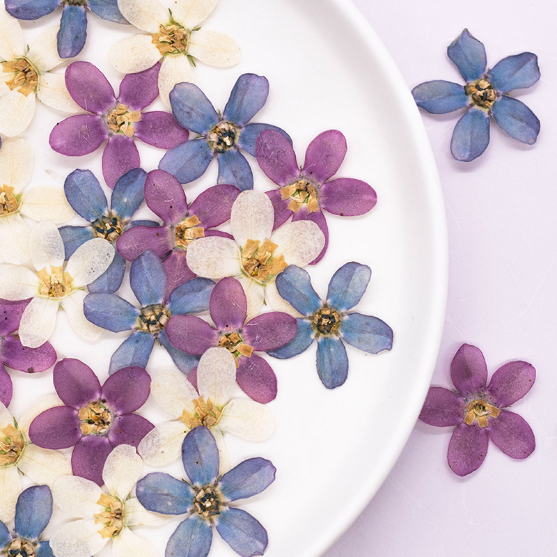 12 pezzi, custodia per telefon - Dried Flower Bulk recensione e prezzo