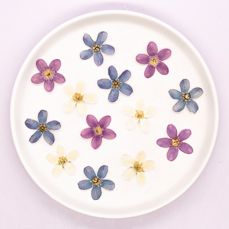 12 pezzi, custodia per telefon - Dried Flower Bulk recensione e prezzo
