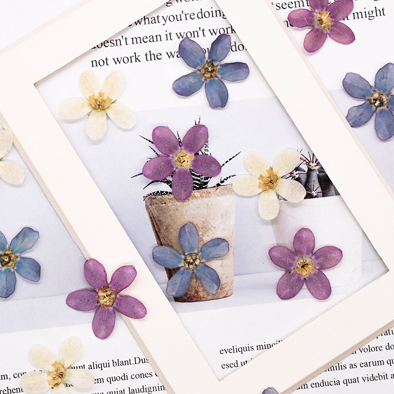 12 pezzi, custodia per telefon - Dried Flower Bulk recensione e prezzo
