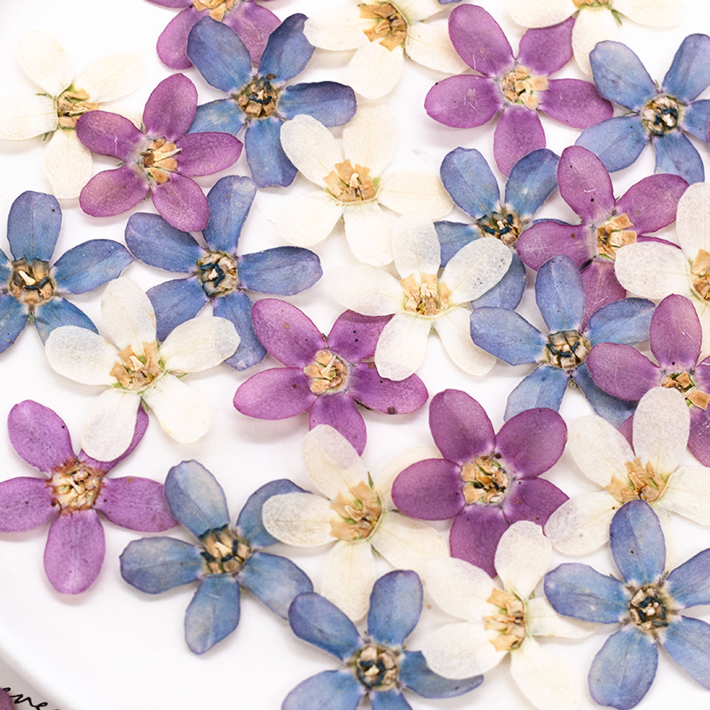 12 pezzi, custodia per telefon - Dried Flower Bulk recensione e prezzo