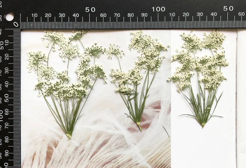 5-7 cm/12 pezzi, piccoli fiori - Dried Flower Bulk recensione e prezzo