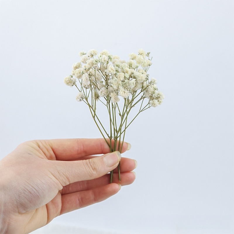 50 pezzi di Fiori di Gypsophil - Dried Flower Bulk recensione e prezzo